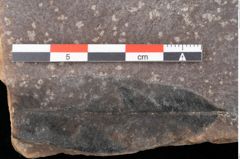 Foto (Detailsansicht) von Quercus palaeoilex Ettingshausen (NHMW-GEO-2024-0188-0780)